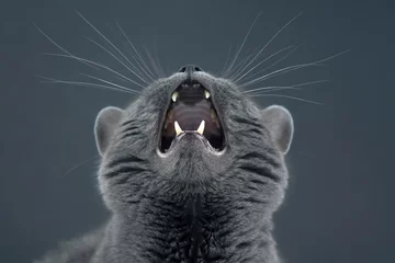Foto op Plexiglas Studio portrait of beautiful grey cat with raised head and open mouth © photosaint