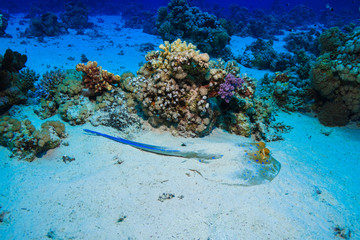 Blue spotted stingray at the Red Sea, egypt