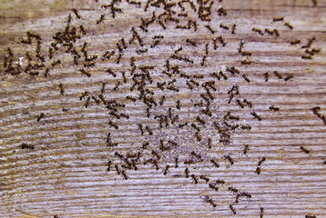 Ants inside woods of house