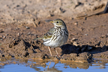 Wiesenpieper (Anthus pratensis) - Meadow pipit
