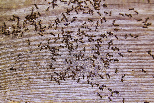 Ants Inside Woods Of House