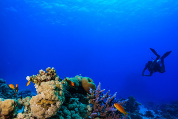 Coral reefs of the Red Sea, Egypt