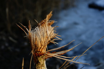 złamane drzewo ,brzoza © Piotr