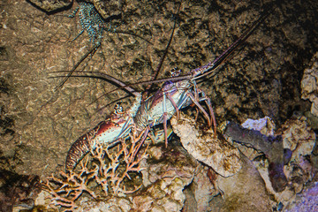 lobster walking on the bottom