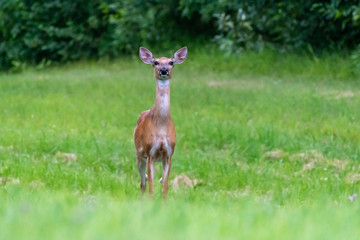 Mule deer Doe Staring in Surprise