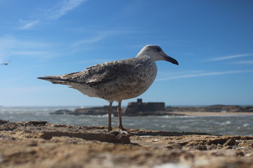 seagull on the island