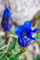 Clusius gentian blue flowers in closeup view, growing in a natural environment.