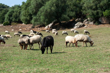 Obraz na płótnie Canvas A herd of grazing cattle on a meadow in the middle of the island of Corsica, Filitos area