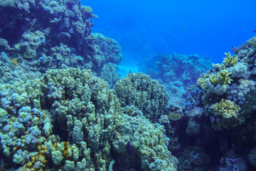 Naklejka na ściany i meble Coral reefs of the Red Sea, Egypt