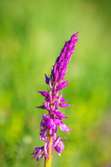 Orchis mascula, the early-purple orchid, a species of flowering plant. Flower in macro view on a blurred background.