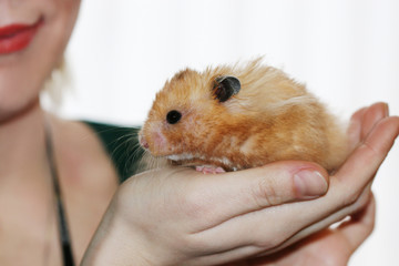 Very fluffy cute syrian hamster in owners hands