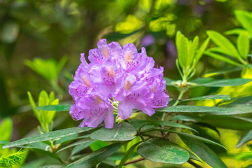 Violet rhododendron flowers in a garden at a close-up view.