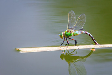 The emperor dragonfly (Anax imperator), a large species of hawker dragonfly of the family Aeshnidae, insect on a lake in a close-up view.