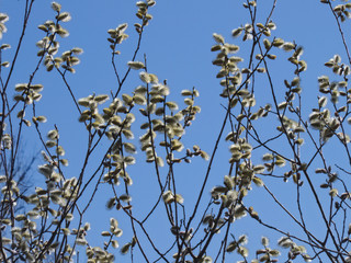 Grey willow branches with catkins