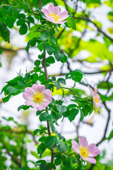 Naklejka premium A wild rose (Rosa canina), flower in a garden at a close-up view.