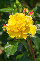 Yellow rose, flower in a garden at a close-up view.