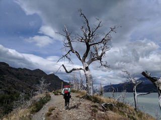 Árbol de torres del paine