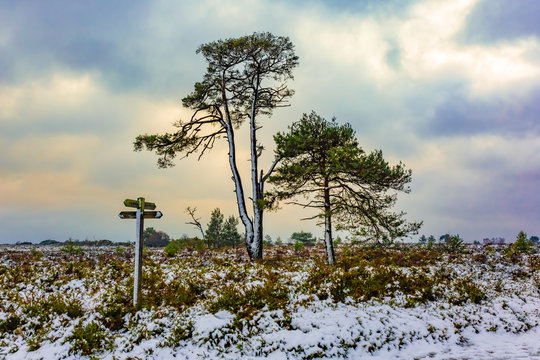 Wintery waymarked reserve