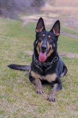 German shepherd dog