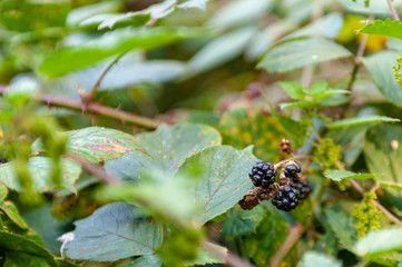 Wild blackberries in a Romanian forest