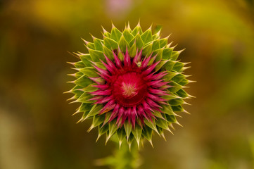 Thistle red flower