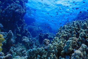 Koraalriffen van de Rode Zee, Egypte