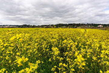 field of yellow flowers.