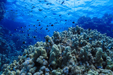 Obraz na płótnie Canvas Coral reefs of the Red Sea, Egypt