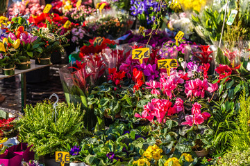 flowers for sale