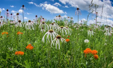 Foto op Plexiglas Blackland Prairie Flowers © Michael