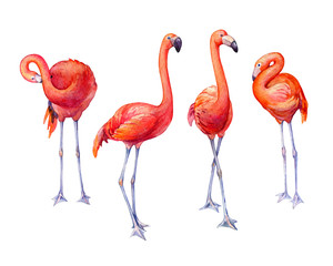 Set cute pink flamingos. Collection tropical pink flamingo bird (flame-colored) in different poses. Hand drawn watercolor painting illustration isolated on white background.
