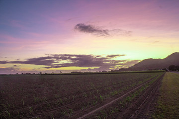 Sunrise over field