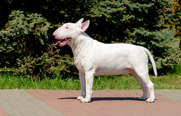  Bull Terrier, dog,  pets, pooch, breed, domestic, animal, grass, mammal, fur, canine, pedigree, stand, champion, anatomy, hair, vermin, Bulldog, Terrier, combat, egg face, Dalmatian, Lord Gladiator, 