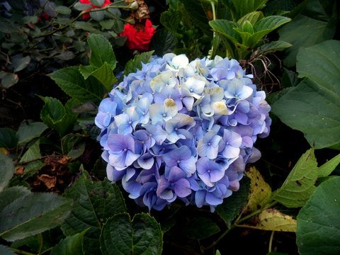 Hydrangea macrophylla