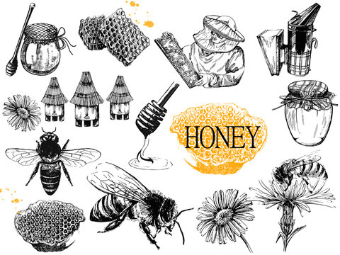Set of hand drawn sketch style beekeeping themed objects isolated on white background. Vector illustration.