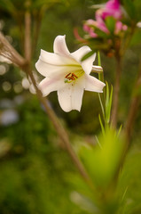 Lirio Branco do campo. Um dos significados atribuídos à palavra lírio é “amor eterno”, que teria sido concedido pelos chineses, que cultivam a planta há mais de 3 mil anos.