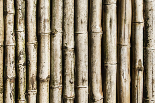 Brown bamboo sticks pattern. Natural wooden plant pipes background.