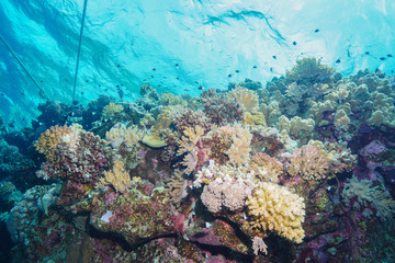 Fototapeta na wymiar shallow coral reef at the red sea
