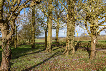 A group of trees in winter sunshine, with crocus flowers in the grass below.
