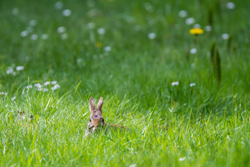 rabbit in the grass