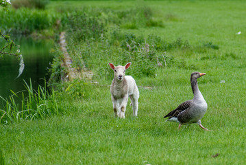 A springtime encounter. A greylag goose runs away from a curious lamb.