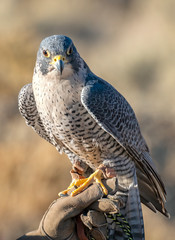 Peregrine Falcon (Falco peregrinus)