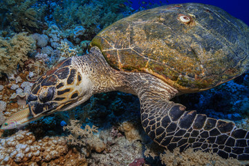 sea Turtle at the Red Sea, Egypt