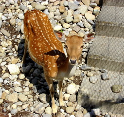 Cute deer / Mignon daim 