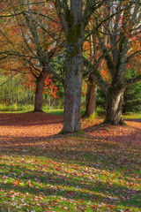 autumn maple trees