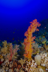 Fototapeta na wymiar Coral reefs of the Red Sea, Egypt