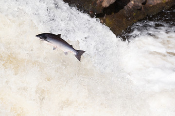 Leaping Atlantic salmon (salmo salar).