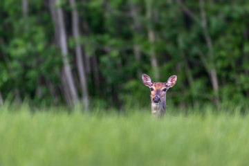White-tailed Deer Doe Peeking Over Long Grass in Summer