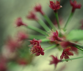 Japanese cherry blossom at early spring 