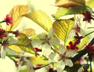 Japanese cherry blossom at early spring 